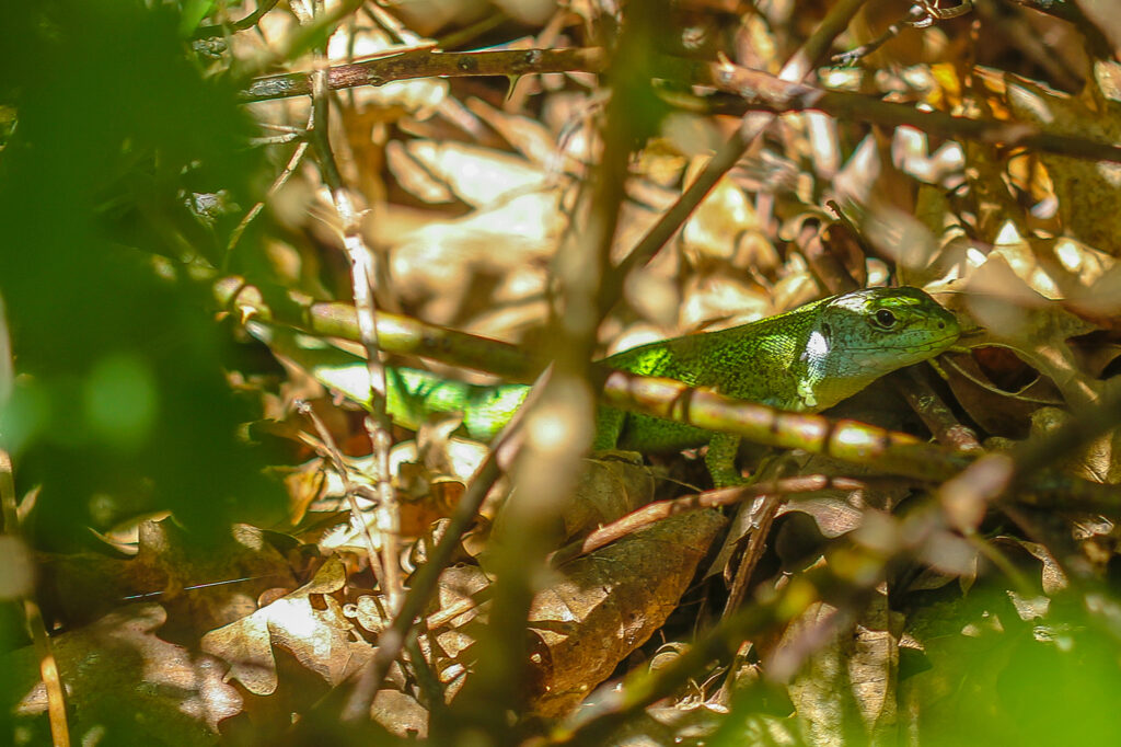 Westliche Smaragdeidechse im Wald