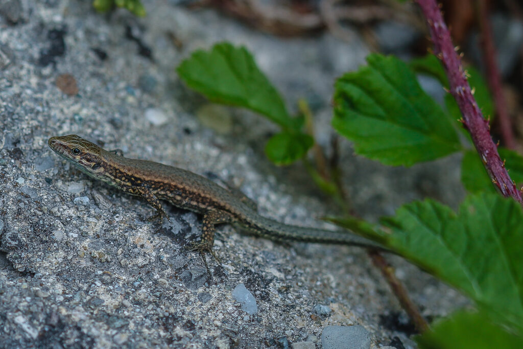 Podarcis muralis bei Oberaudorf
