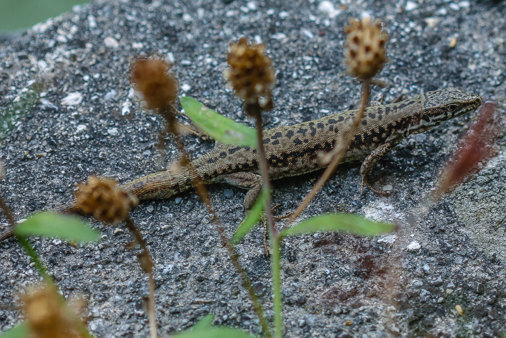 Podarcis muralis maculuventris Oberaudorf