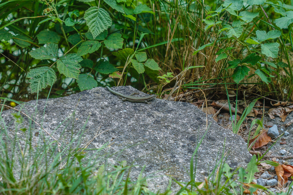 Mauereidechse bei Oberaudorf im Habitat