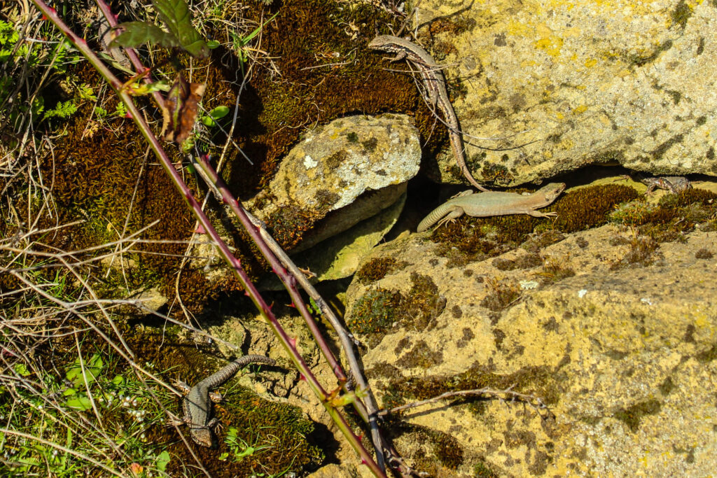 Podarcis muralis brongniardii flavistic