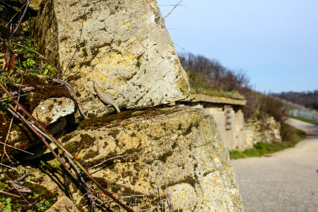 flavistische Mauereidechse auf der Mauer 