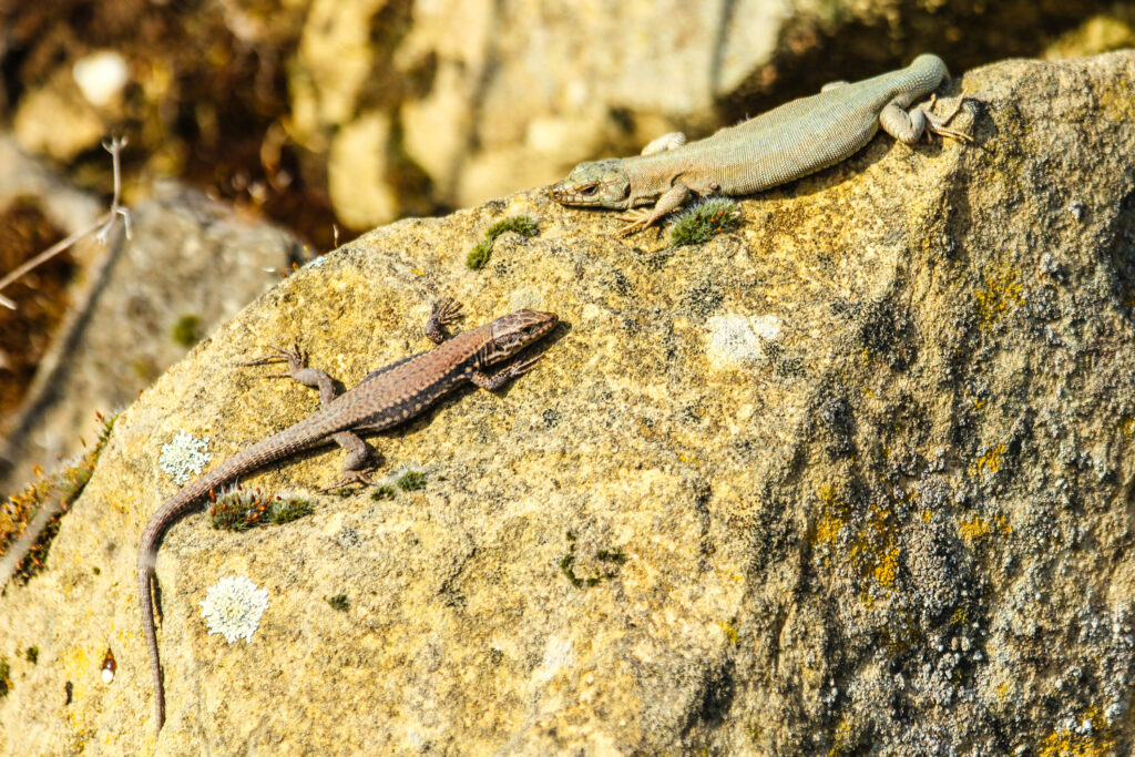 Podarcis muralis brongiardii flavistiv und normal
