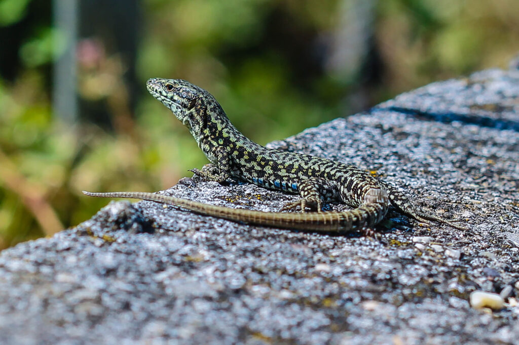 Podarcis muralis 