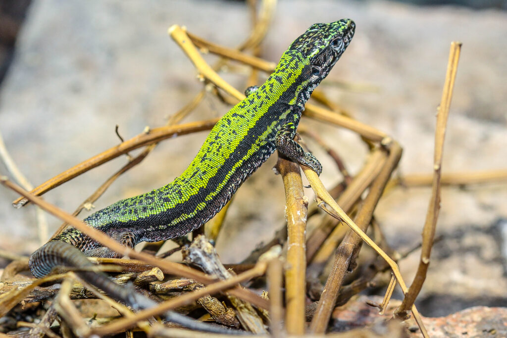 Podarcis muralis