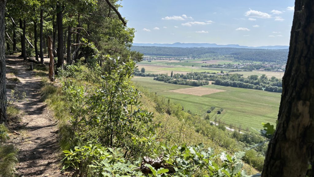 Waldlebensraum der Smaragdeidechse